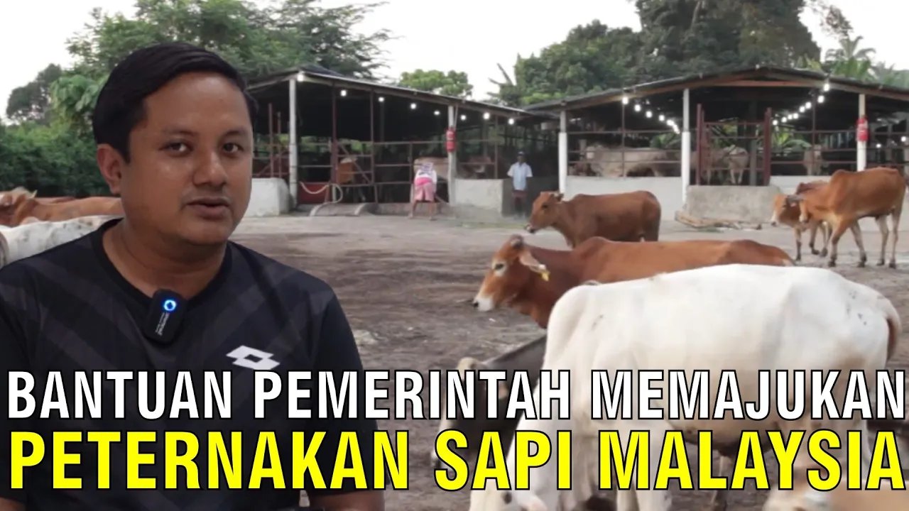 
                                 Bantuan-Pemerintah-Peternakan-Malaysia-Sapi